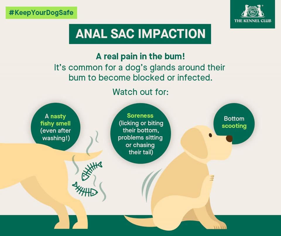 ADD ON-Anal- Gland Expression at Fur North Pet Spa in Minnesota, MN