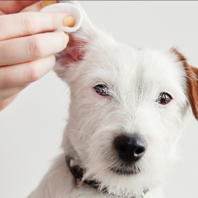 Ear Cleaning at Tuolumne Tails Grooming in Tuolumne, CA