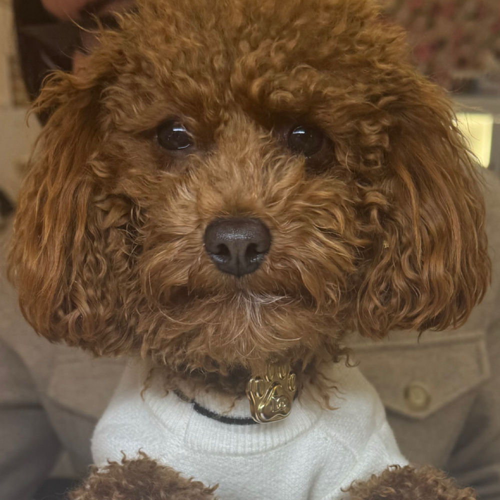 Removals at nailelixiir in Coventry Township, OH