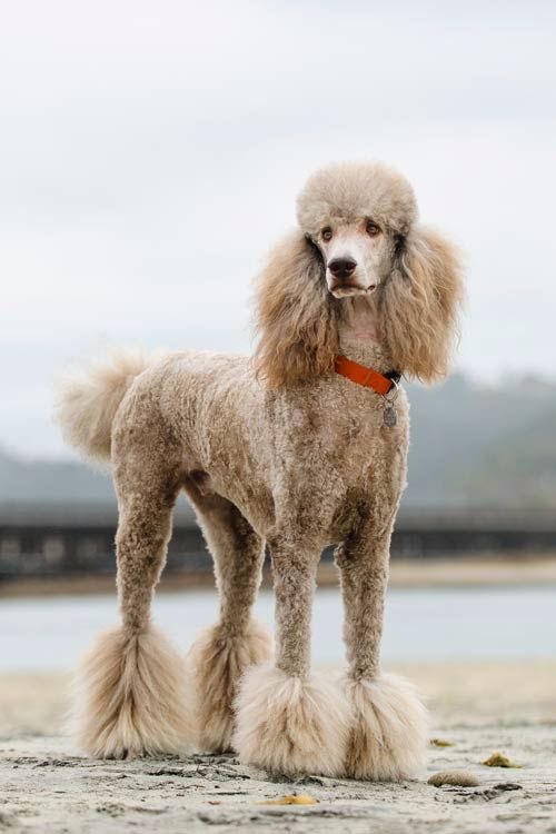 Poodle Standard - Bath & Fluff