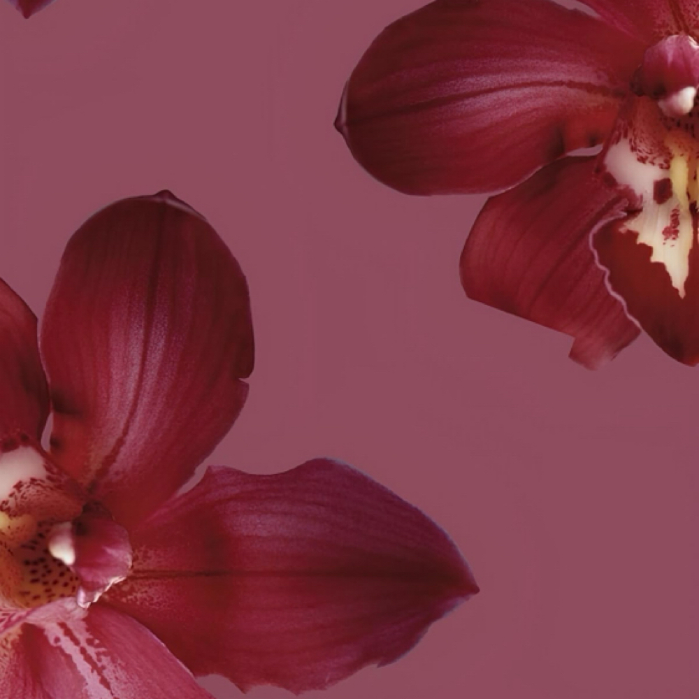 All-Over Color + Haircut + Blowout at VLVT HAIR STUDIO in Santa Ana, CA