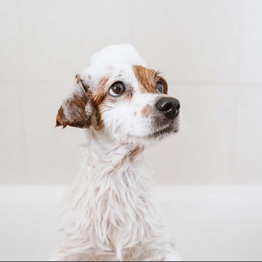 Small Dog Bath Package 0-25lbs