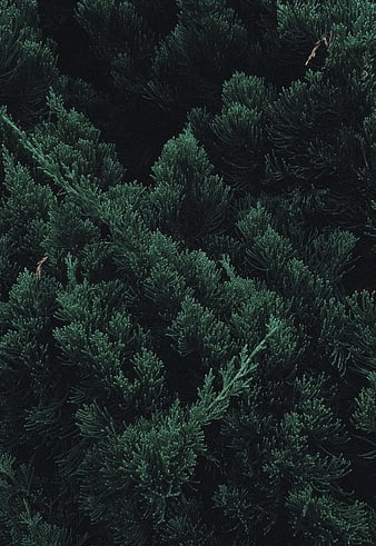 Partial Foil at Creations By Kaylee in Johnson City, TN