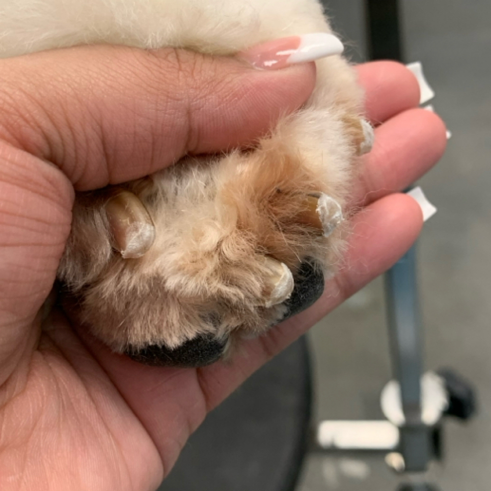 Nail File at Space City Grooming in Houston, TX