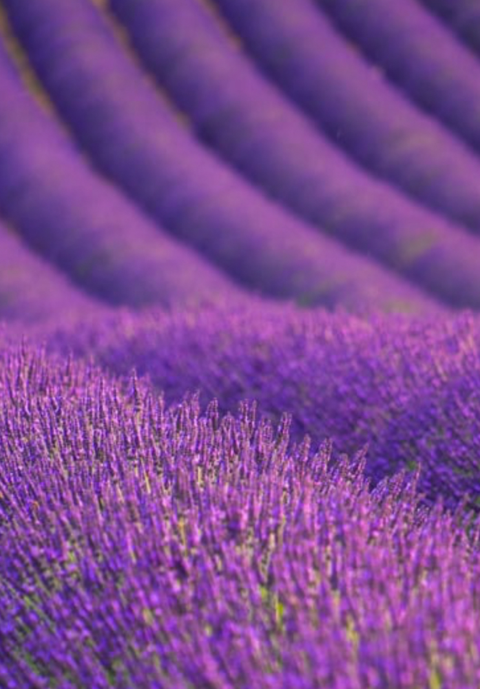 The Layne Method - 1st time Facial at Lavender Layne Head Spa in Carrollton, GA