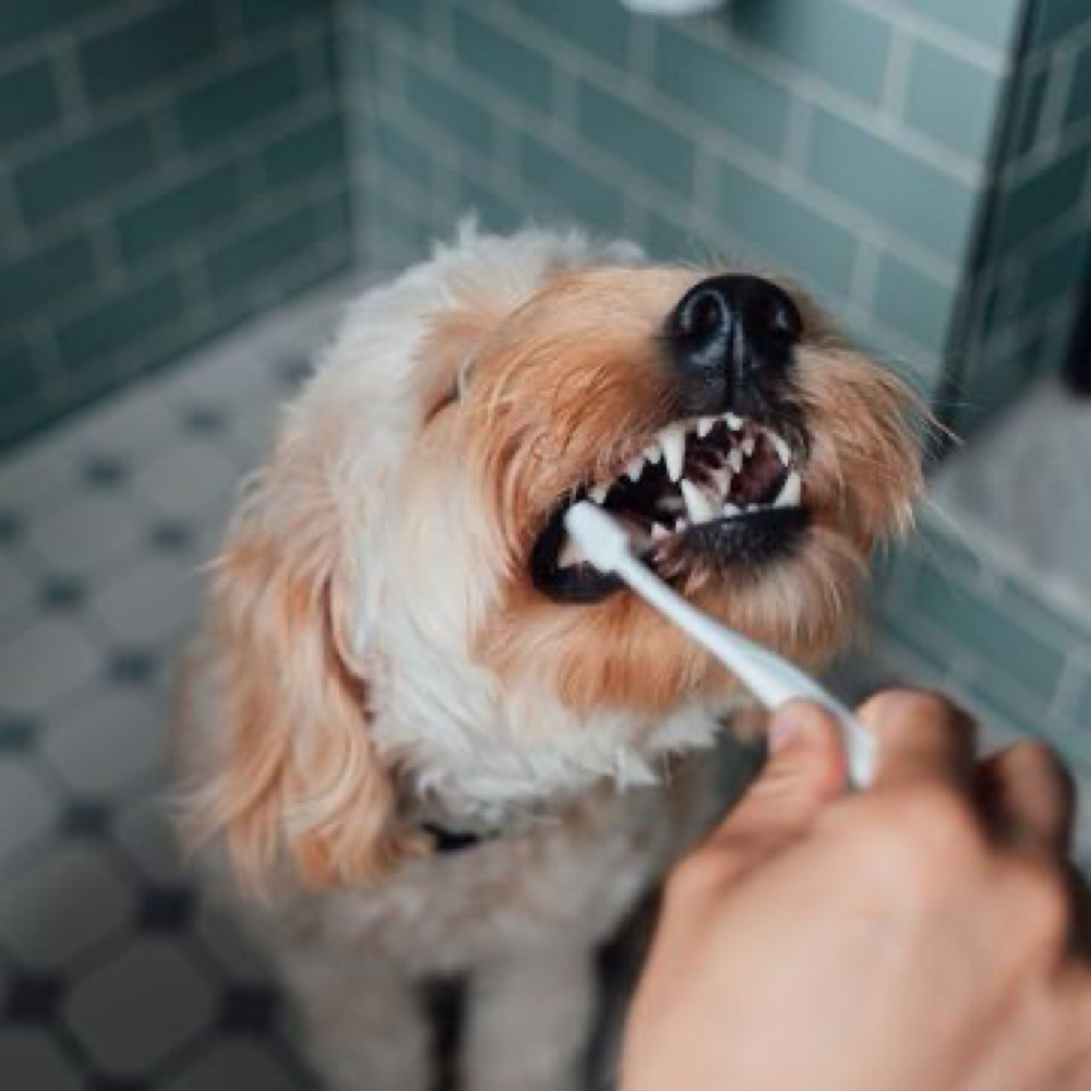 Teeth Brushing at Bark Avenue Private Grooming Salon in Manitou Springs, CO