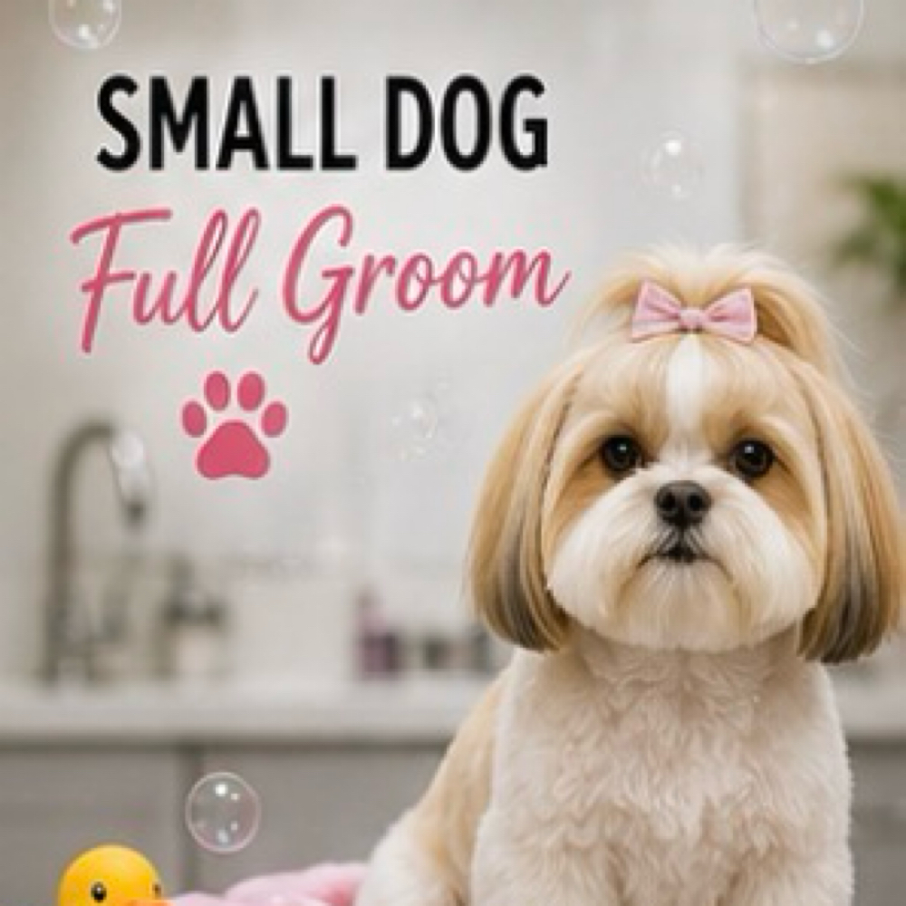 Small Dog Full Groom at Pampered Pups By Helen in Chino Hills, CA