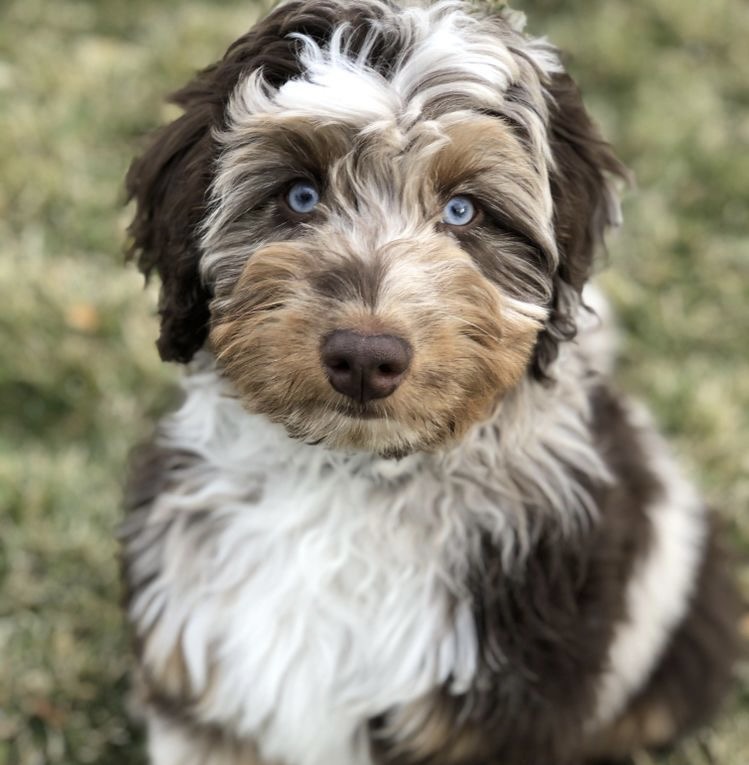 Aussiedoodle - Haircut