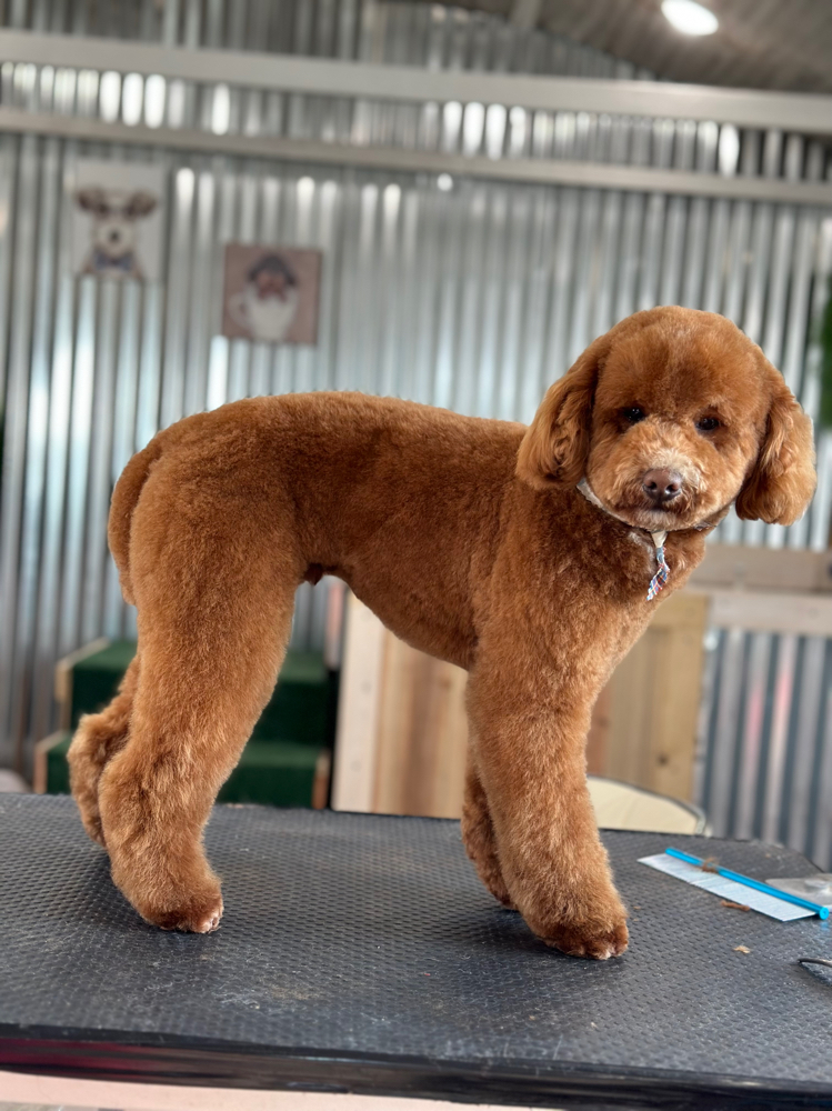 Comb Cut Medium Pup