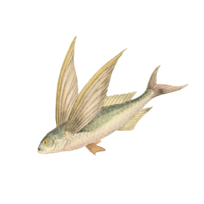 Color Flying Fish