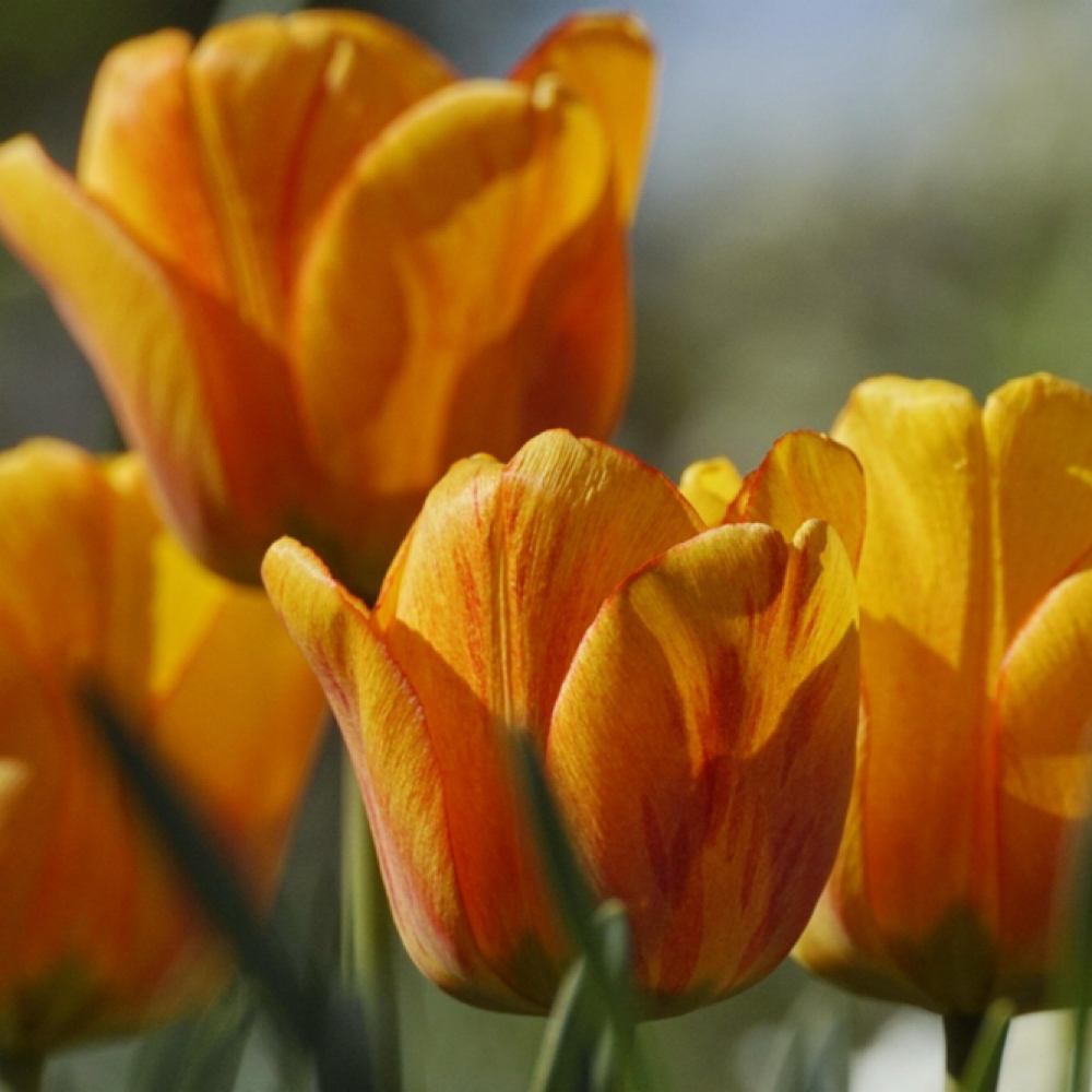 Elevate 90 Min 4 sessions at VIP Beauty & Wellness in 28209