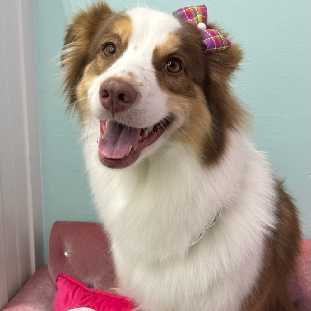 Medium Doggy Bath at Dog grooming by loreena and spa in Charlotte, NC