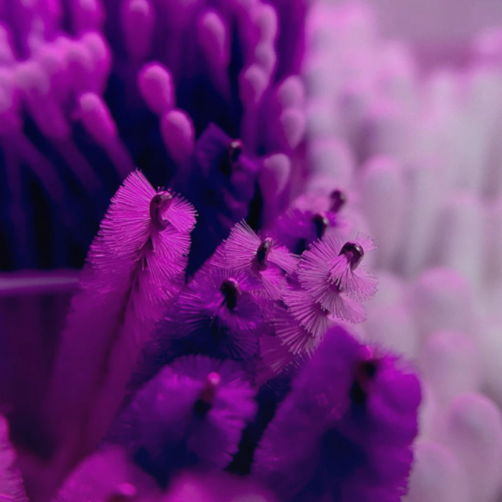 ✨Full Set Volume Lashes By Aisha ✨ at PURPLE LASHES & BROWS in Key West FL, FL