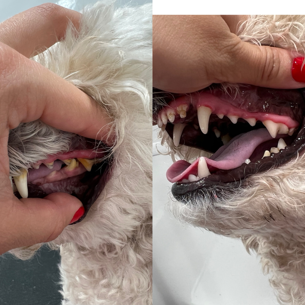 Dental Cleaning (Tatar Removal) at Dog grooming by loreena and spa in Charlotte, NC