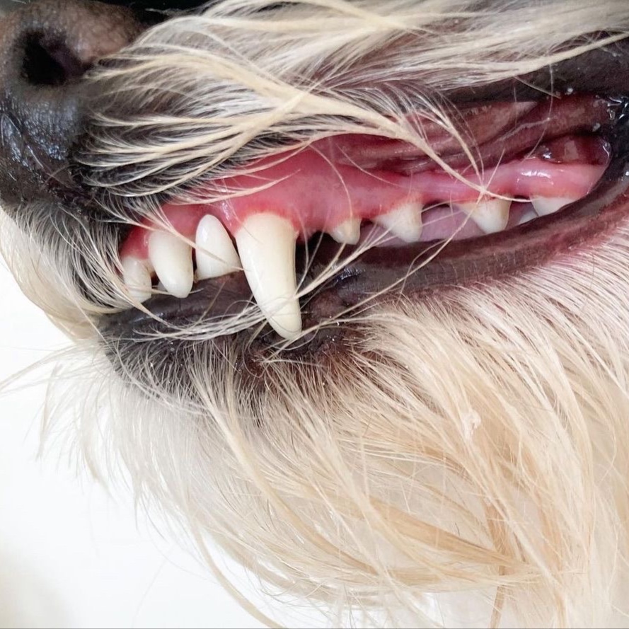 Doggy Dental Cleaning at Fluff Studio LLC in Masontown, PA