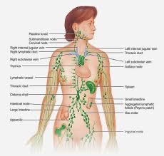 Lymph Drainage Massage