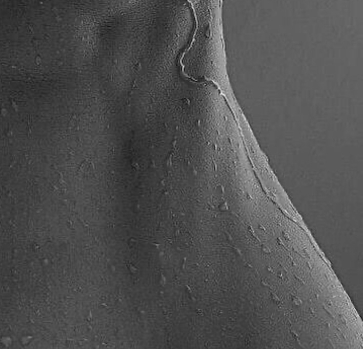 Back Facial