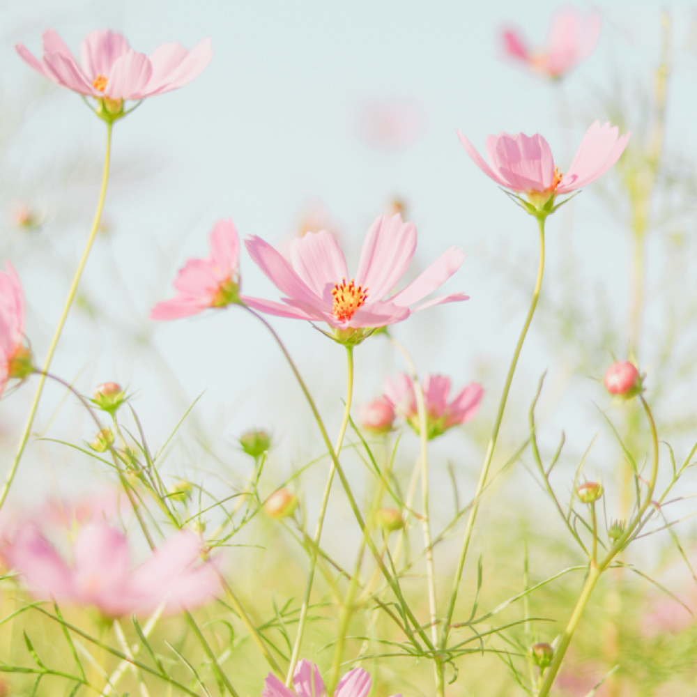 Spring Fresh Featured Facial at Soléa Skin Spa in Arcadia, FL