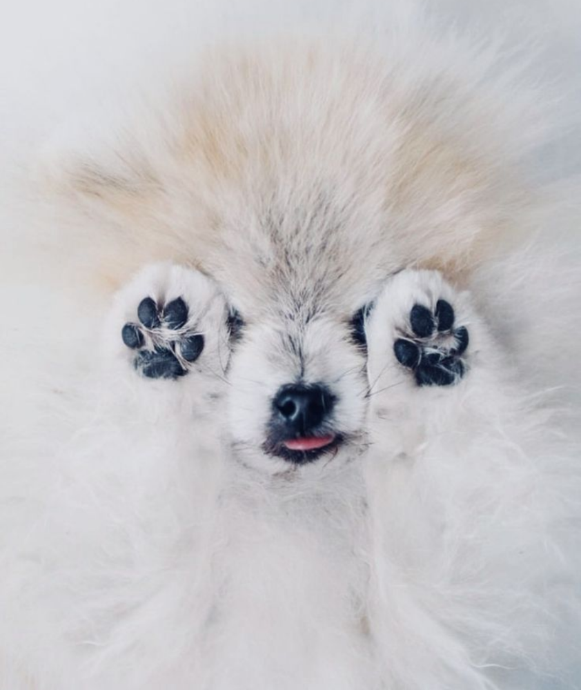 PAW-dicure