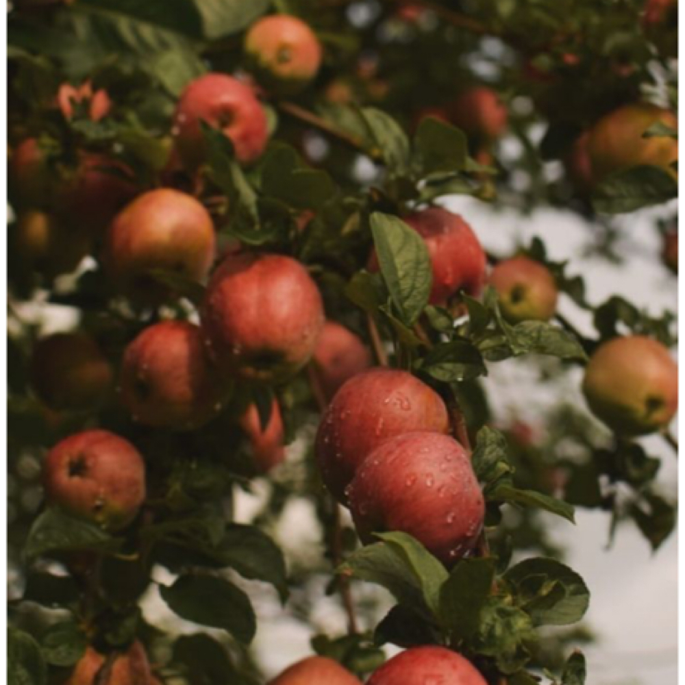 Fresh Orchard Facial 🍎 at TheBeautyRoom. LLC in Surprise, AZ