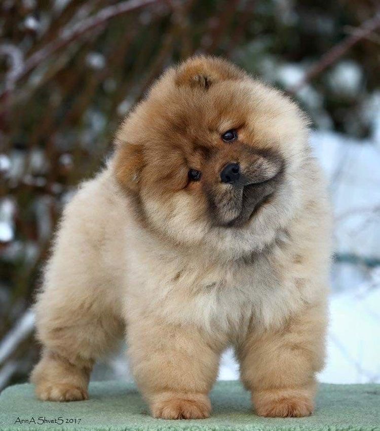 Chow Chow - Haircut