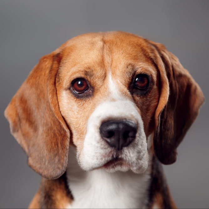Beagle BBN at The Groom Room in Hope Mills, NC