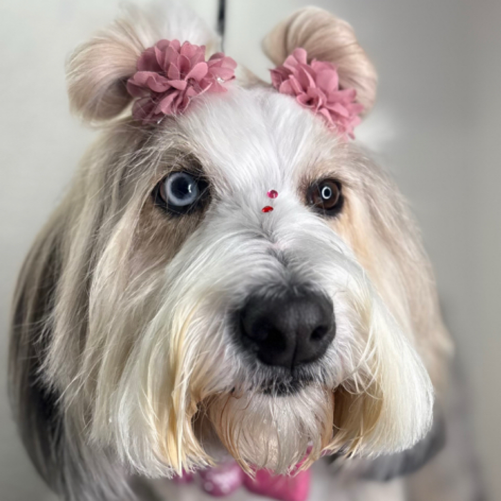 Doodle/long Coat Bath LG at The Shiny Puppy LLC in Royse City, TX