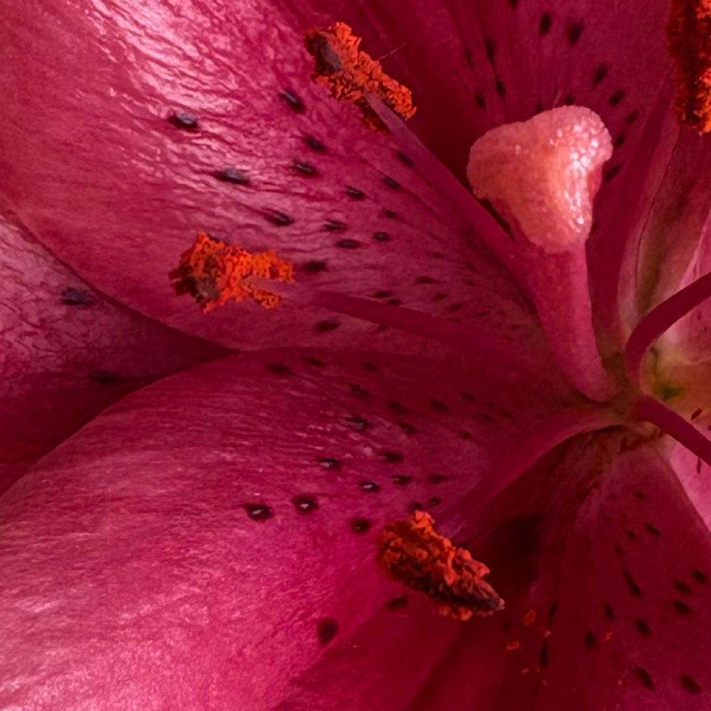 Custom Color-Vivids + Blowout at VLVT HAIR STUDIO in Santa Ana, CA