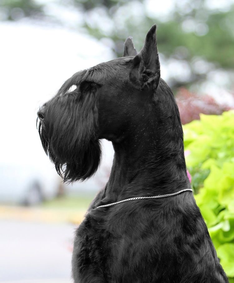 Schnauzer Giant - Haircut