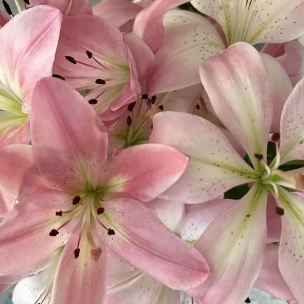 Spring Fling Peel at Blossom Beauty Bar in Colorado Springs, CO