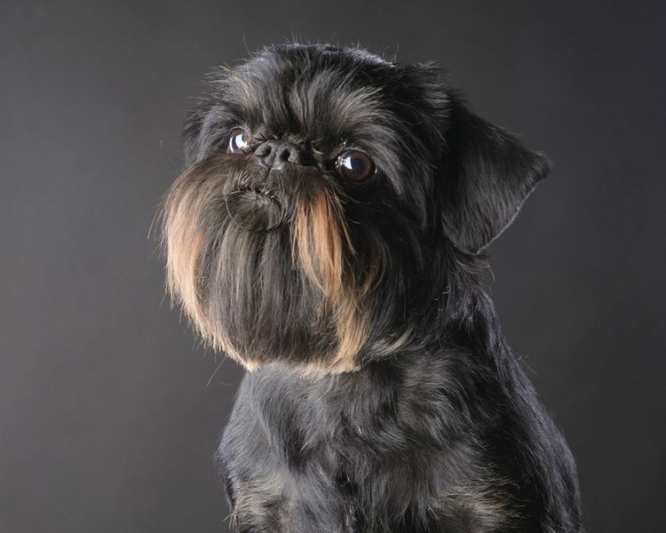 Affenpinscher haircut best sale