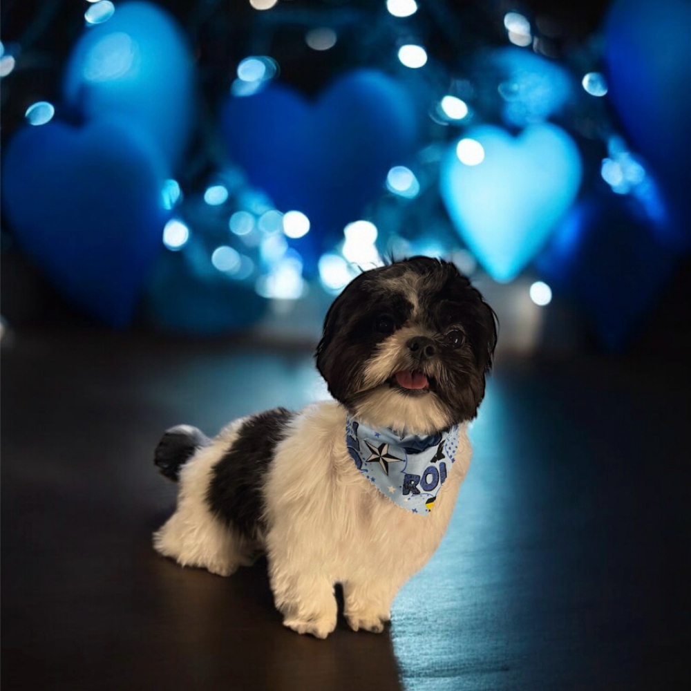 2 Small Dogs Grooming Package at The Paw Spa in Wallins Creek, KY