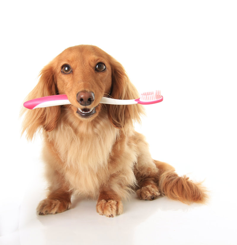 Teeth Brushing at Savannahs Animal Grooming and Boarding in Plymouth, UT