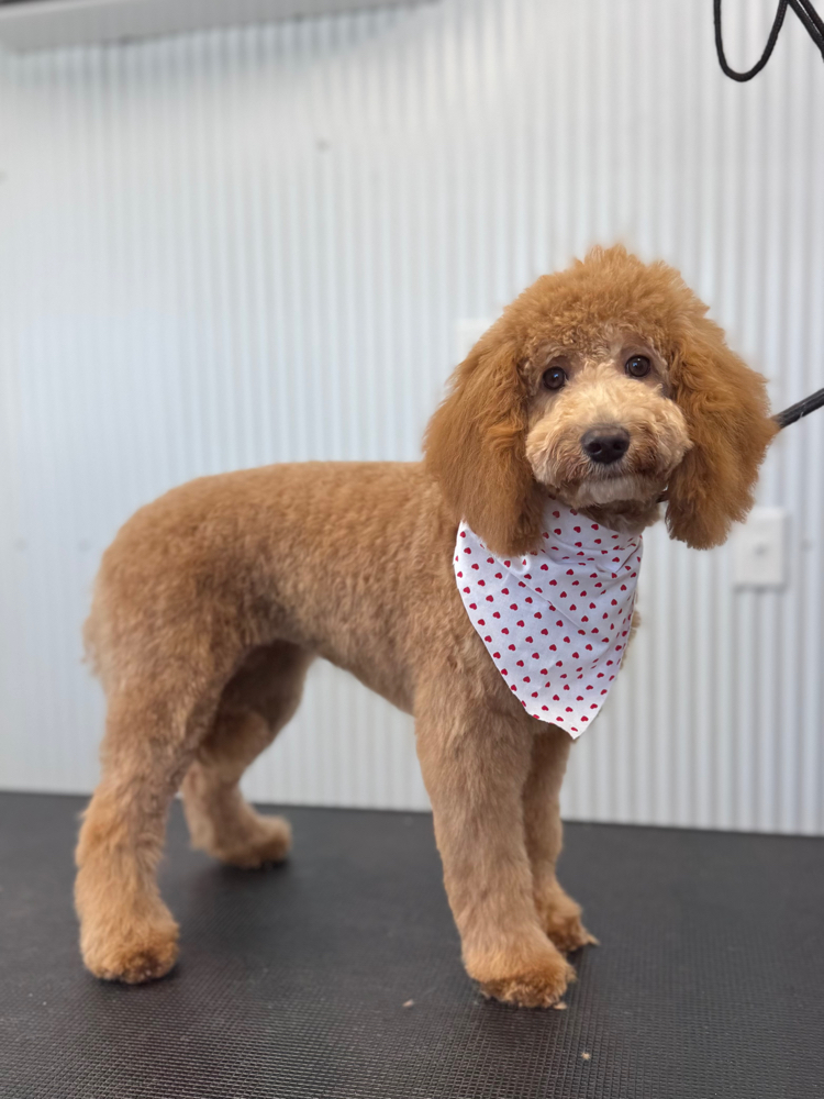 MEDUIM -Clip Downs(25-45lbs)✂️ at Fur North Pet Spa in Minnesota, MN