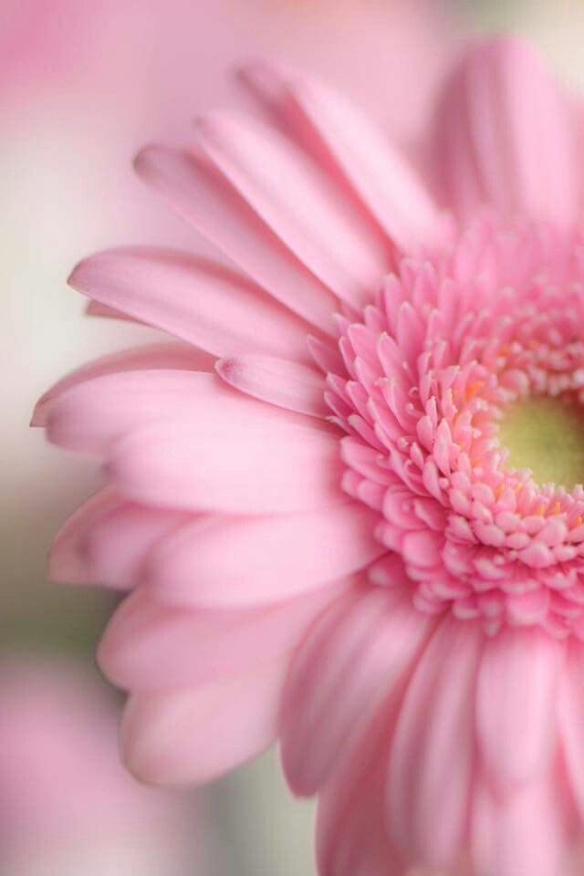 One Week Hybrid Fill