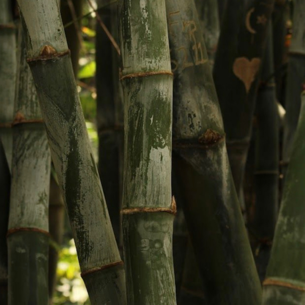 Deep Tissue Massage at Mangrove Moon Massage in Jupiter, FL