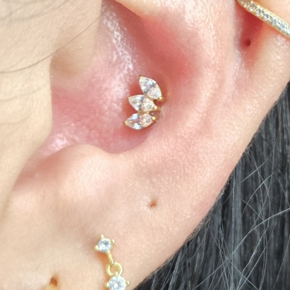 Conch Piercing at Gilded Needle in BRENTWOOD, CA
