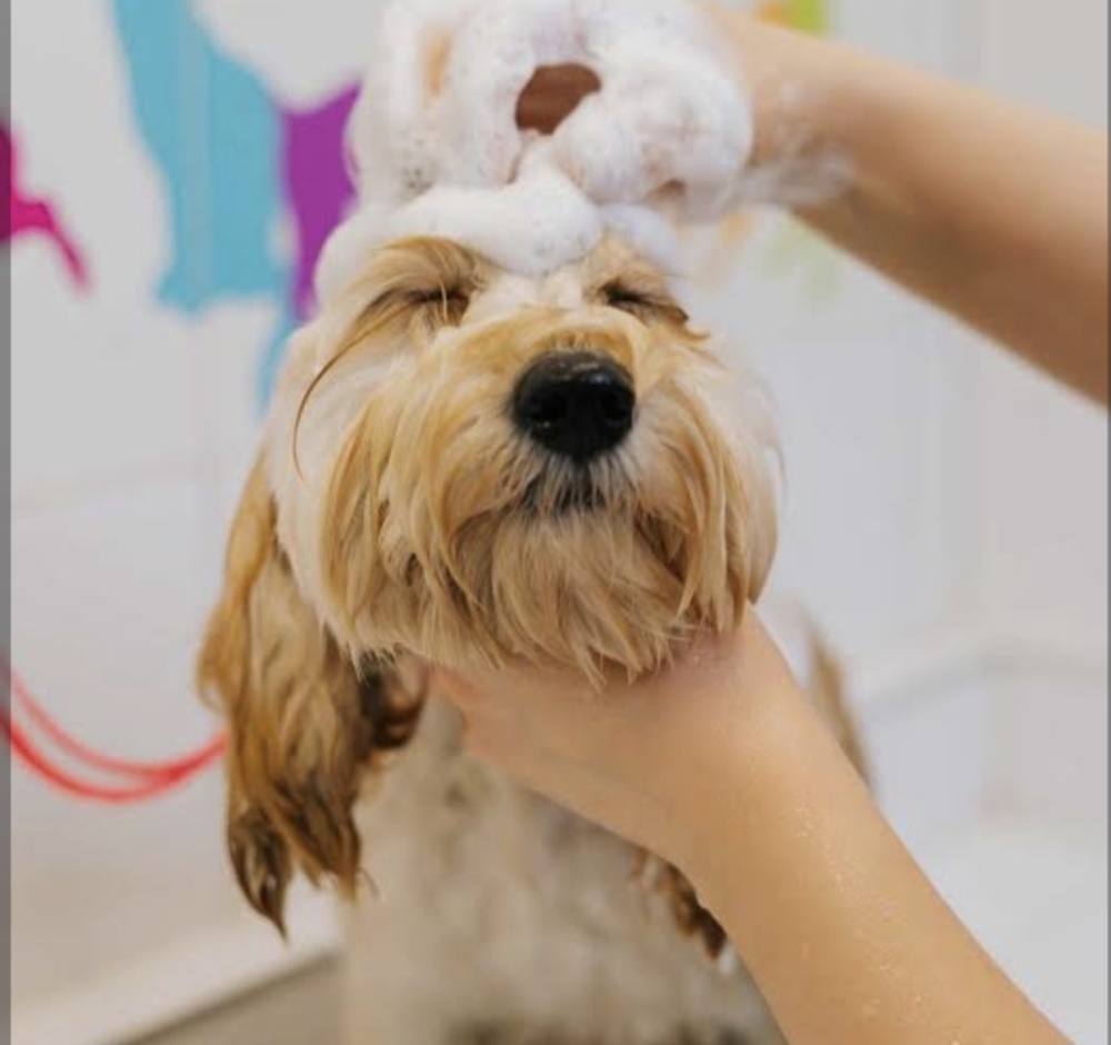 Medium Bath (Long Hair)