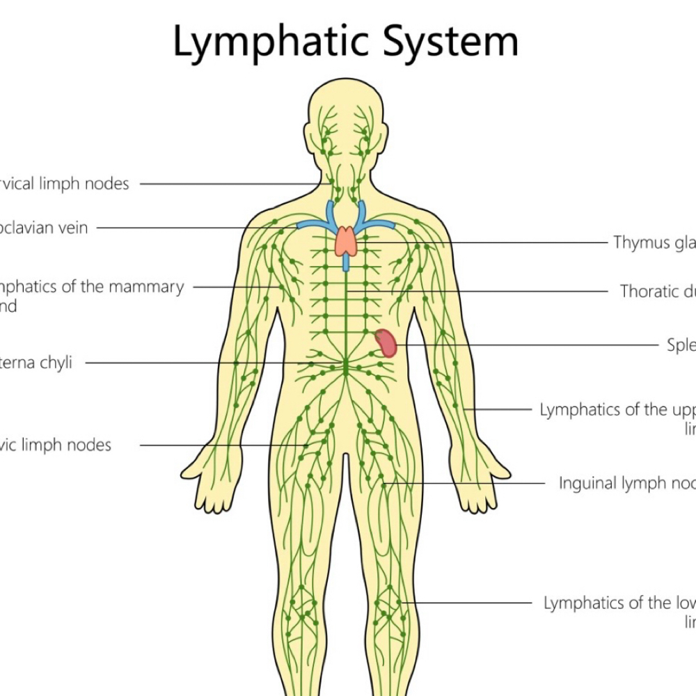 Lymphatic Drainage Massage at Hands of Knowledge LLC in Gainesville, GA