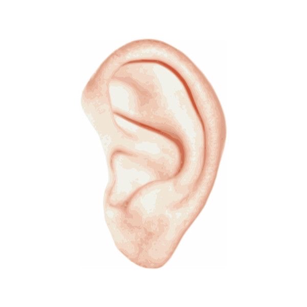Ear