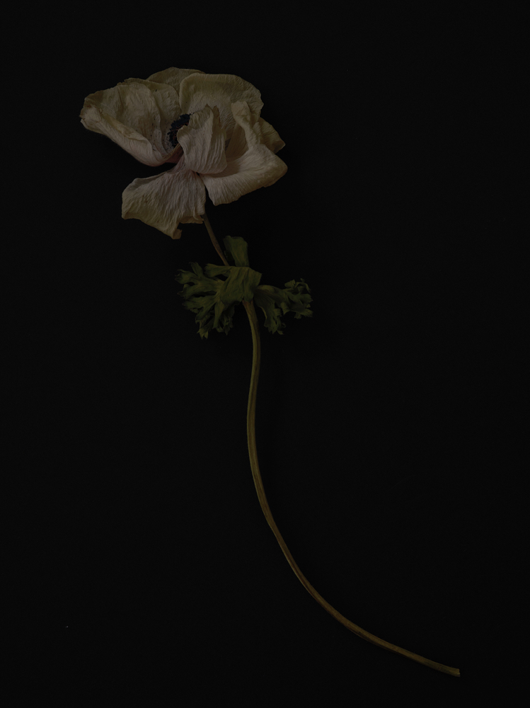 Wash, Blowout & Style