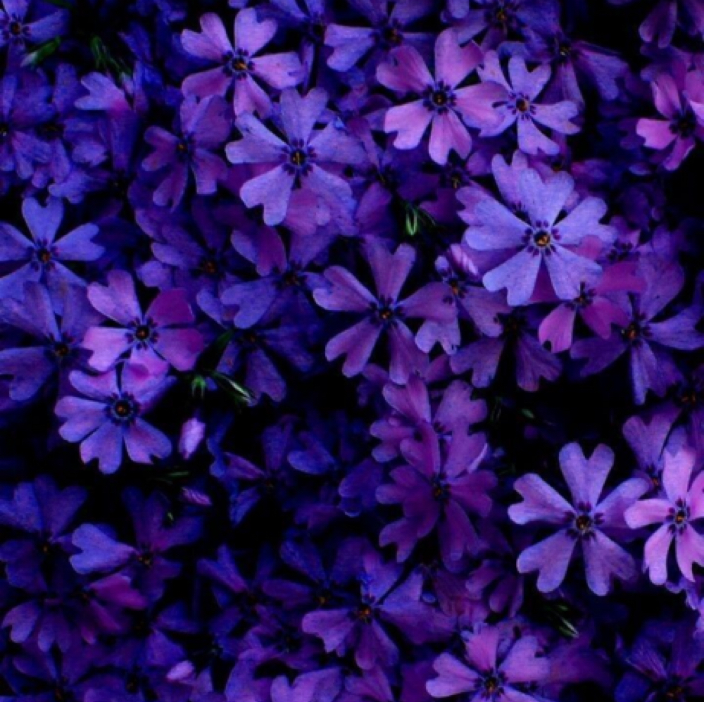 Bare Line at Bare Bloom in Casselberry, FL