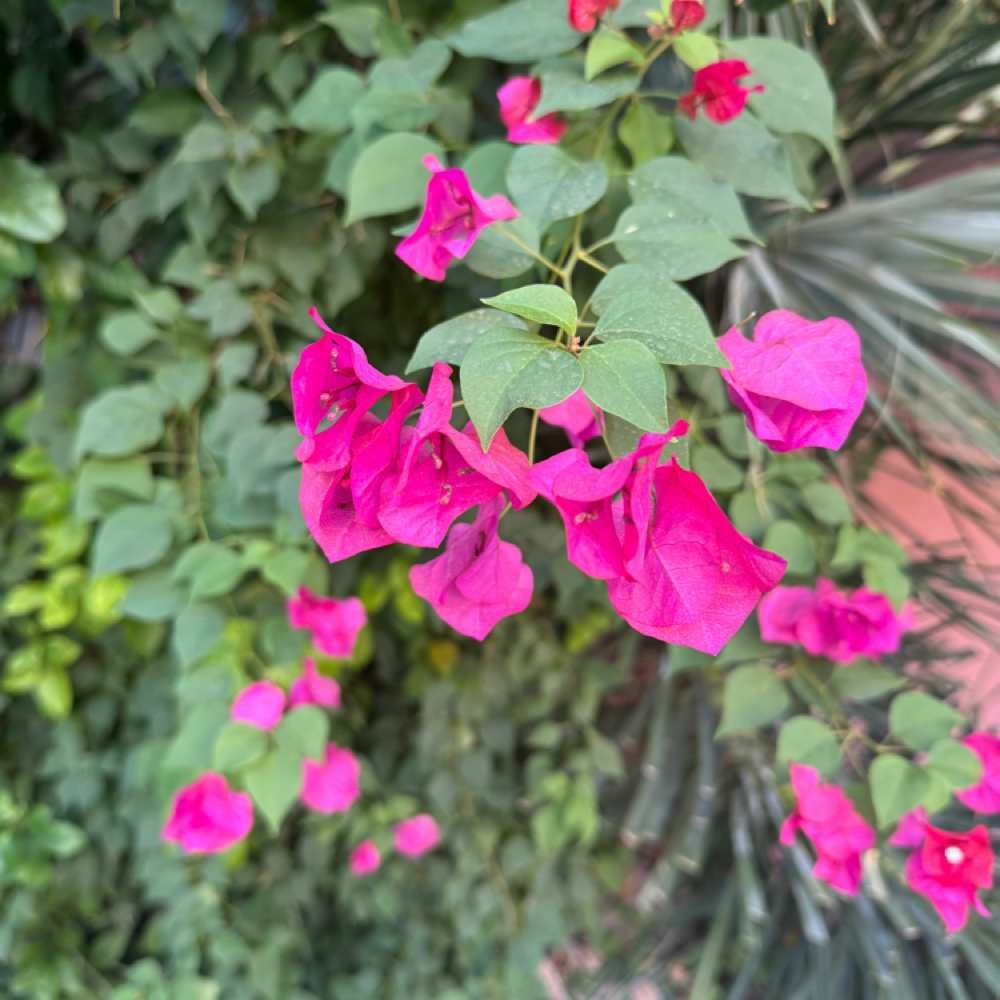 BangTrim at Indigo Salon @ Beaumont in Lexington, KY