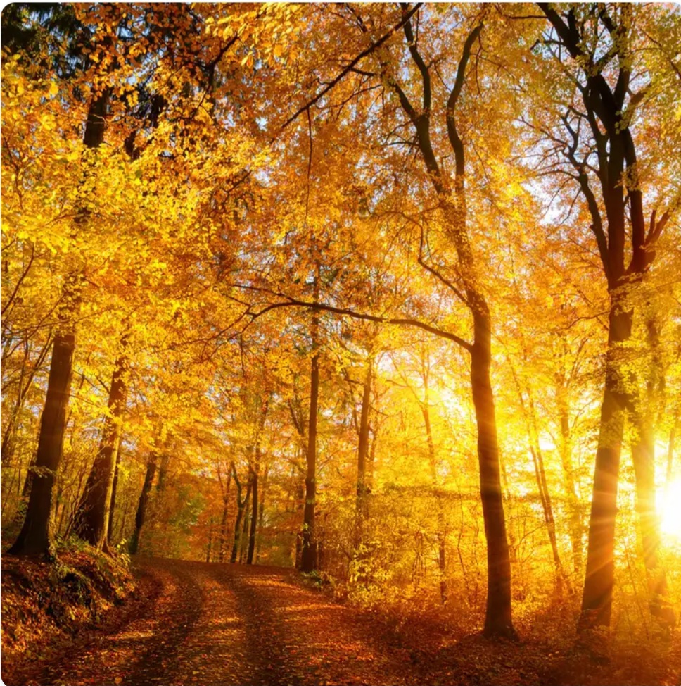 Autumn Escape