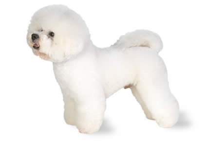 Bichon Full Groom