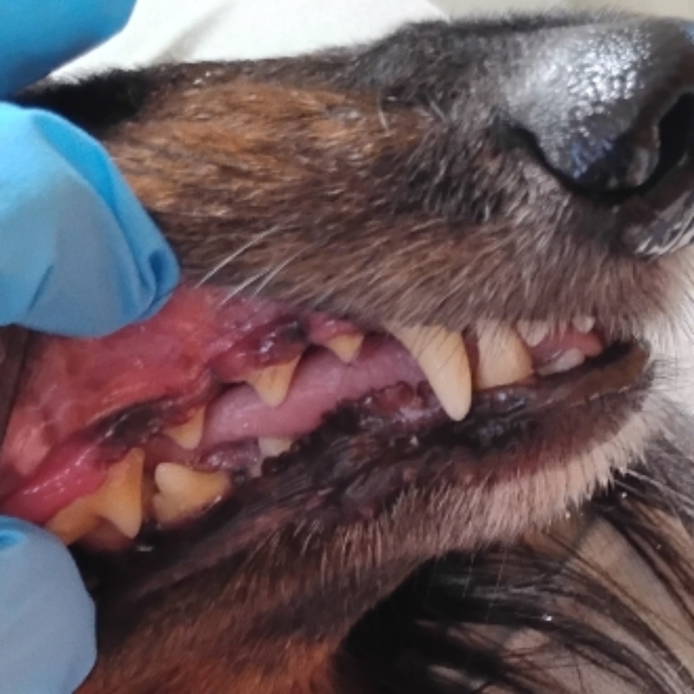 Medium Dog Light Teeth Cleaning at Sparkling Smiles Doggy Dental Cleaning LLC in Tucson, AZ