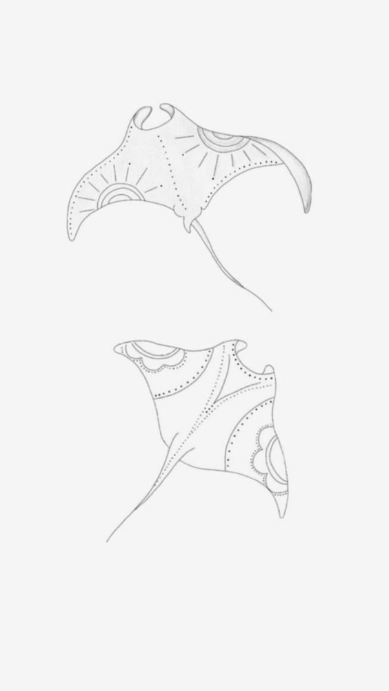 Sting Ray Fine Line Tattoo