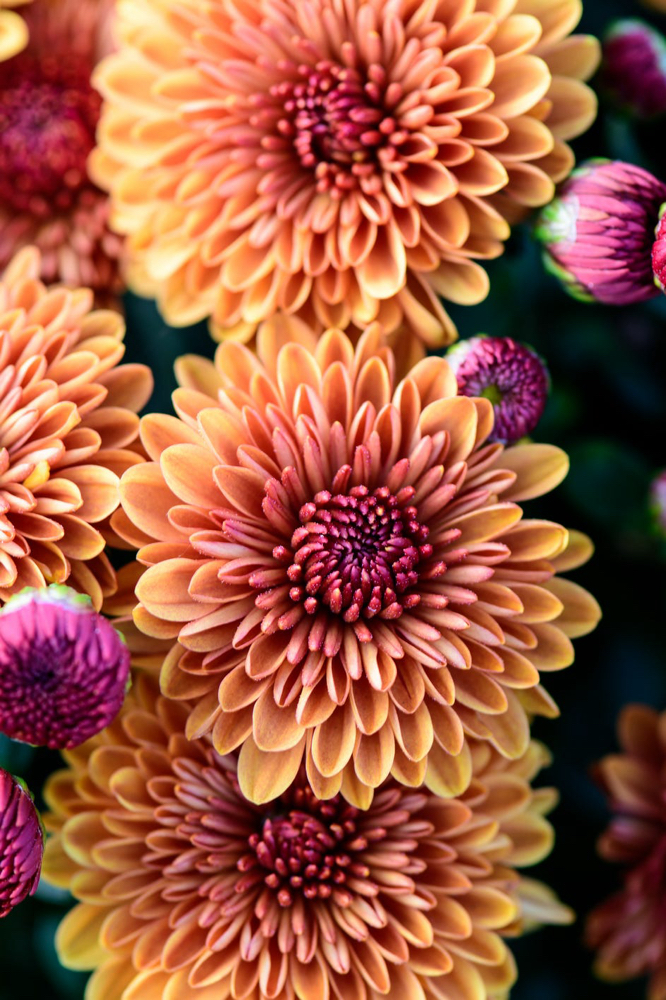 The Great Divide (Women Only)