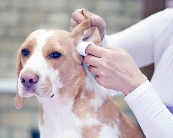 Ear Cleaning at Savannahs Animal Grooming and Boarding in Plymouth, UT