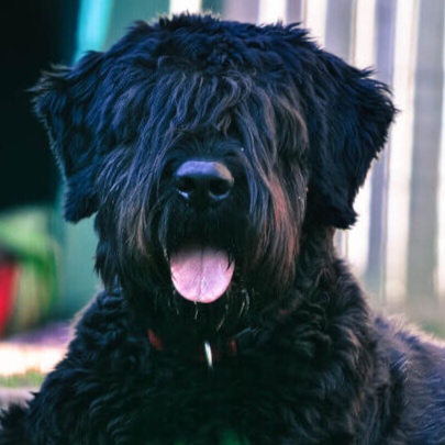 Bouvier BBN at The Groom Room in Hope Mills, NC